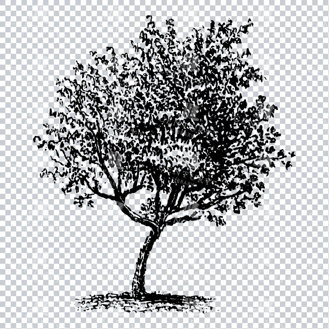 Small Hand Drawn PNG Line Art Illustration of a Tree No.11