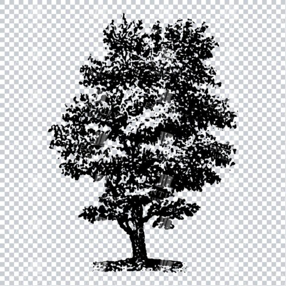 Small Hand Drawn PNG Line Art Illustration of a Tree No.12