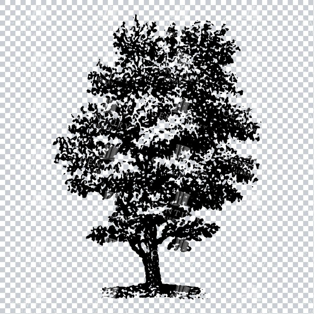 Small Hand Drawn PNG Line Art Illustration of a Tree No.12