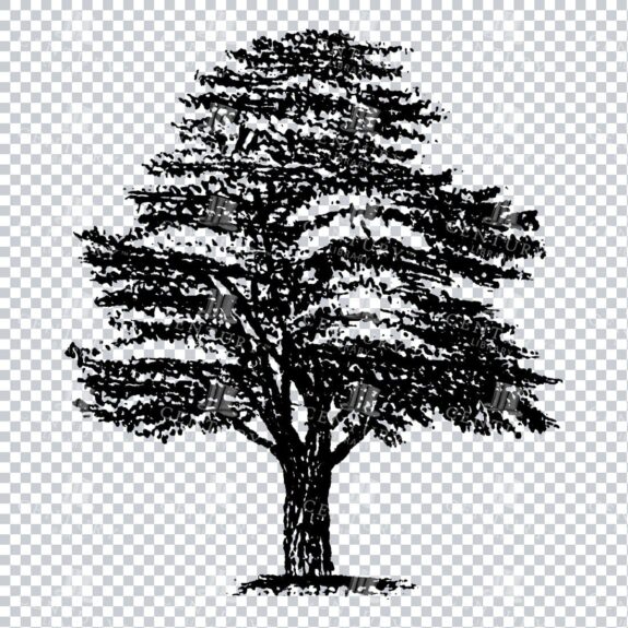 Small Hand Drawn PNG Line Art Illustration of a Tree No.13