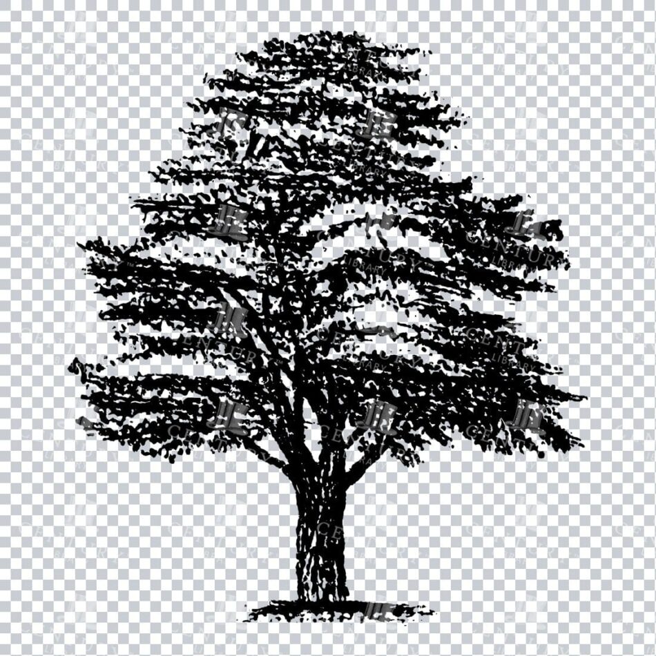 Small Hand Drawn PNG Line Art Illustration of a Tree No.13