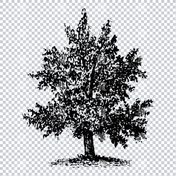 Small Hand Drawn PNG Line Art Illustration of a Tree No.14