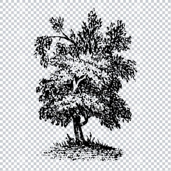 Small Hand Drawn PNG Line Art Illustration of a Tree No.15