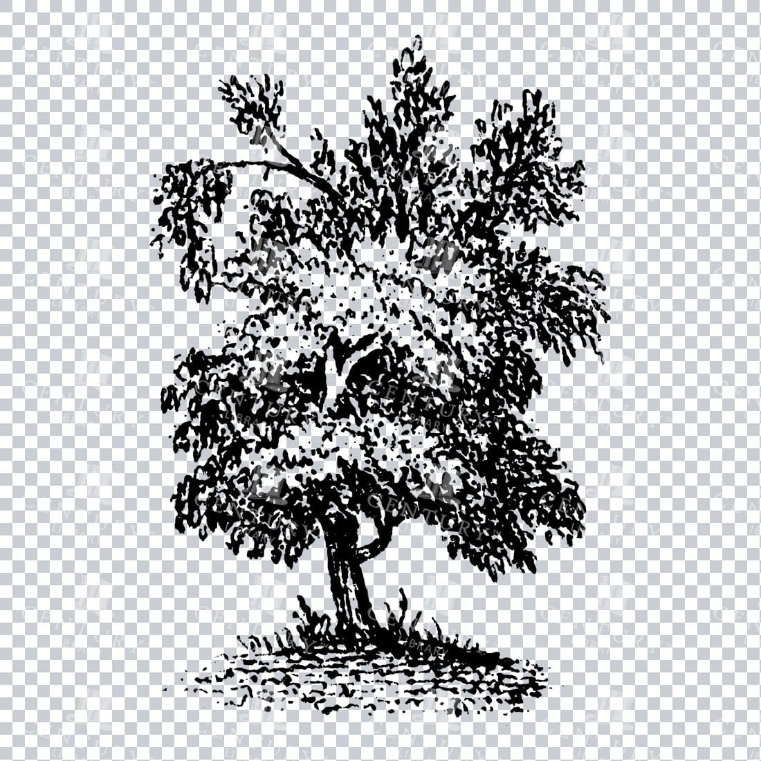Small Hand Drawn PNG Line Art Illustration of a Tree No.15