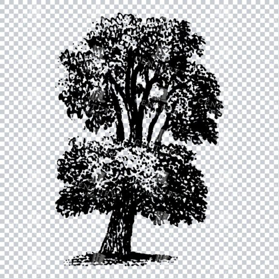Small Hand Drawn PNG Line Art Illustration of a Tree No.19