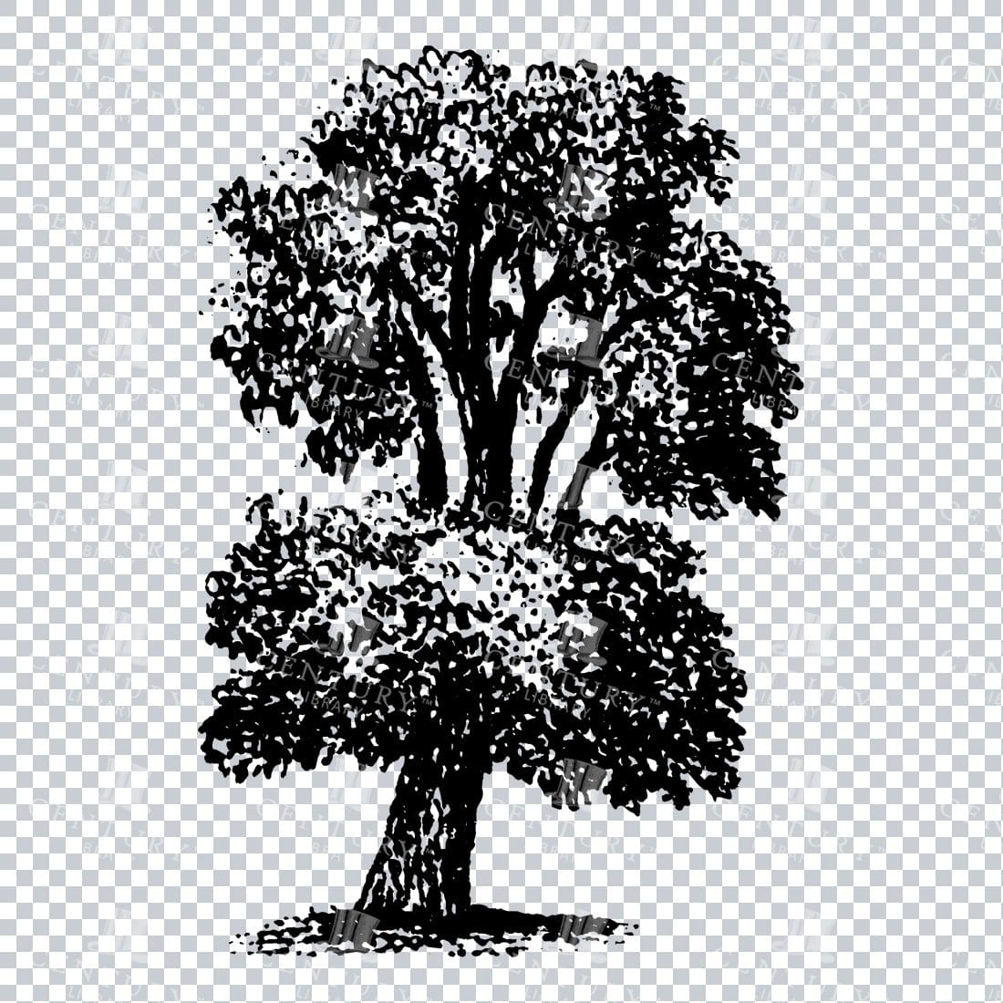 Small Hand Drawn PNG Line Art Illustration of a Tree No.19
