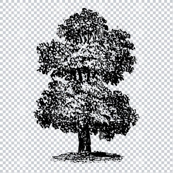 Small Hand Drawn PNG Line Art Illustration of a Tree No.20