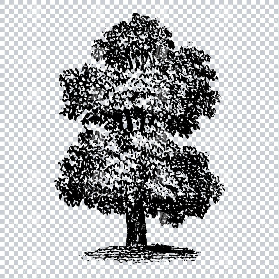 Small Hand Drawn PNG Line Art Illustration of a Tree No.20