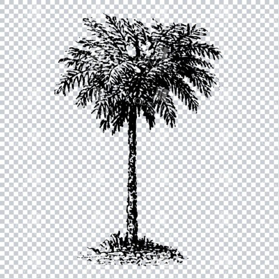 Small Hand Drawn PNG Line Art Illustration of a Tree No.21