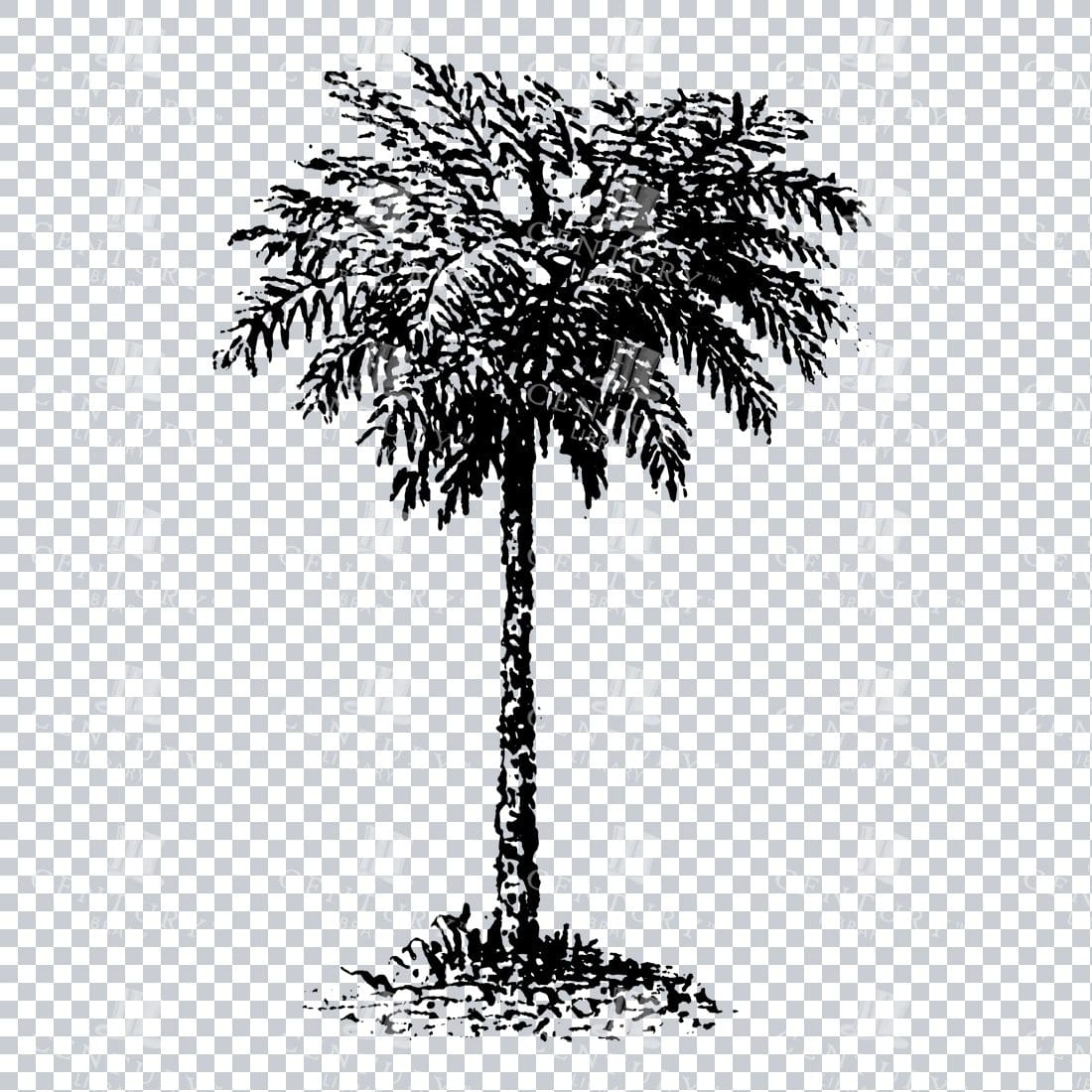 Small Hand Drawn PNG Line Art Illustration of a Tree No.21
