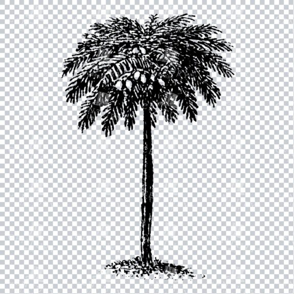 Small Hand Drawn PNG Line Art Illustration of a Tree No.22