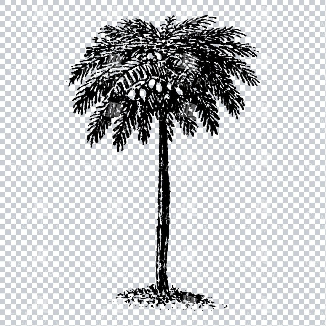 Small Hand Drawn PNG Line Art Illustration of a Tree No.22