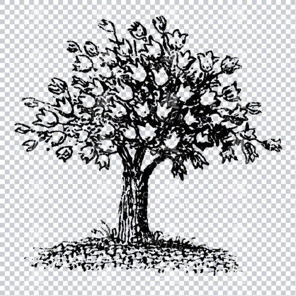 Small Hand Drawn PNG Line Art Illustration of a Tree No.23