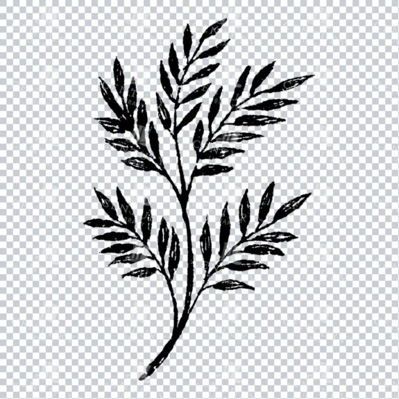 Small Hand Drawn PNG Botanical Illustration - Flower / Leaf  No.39