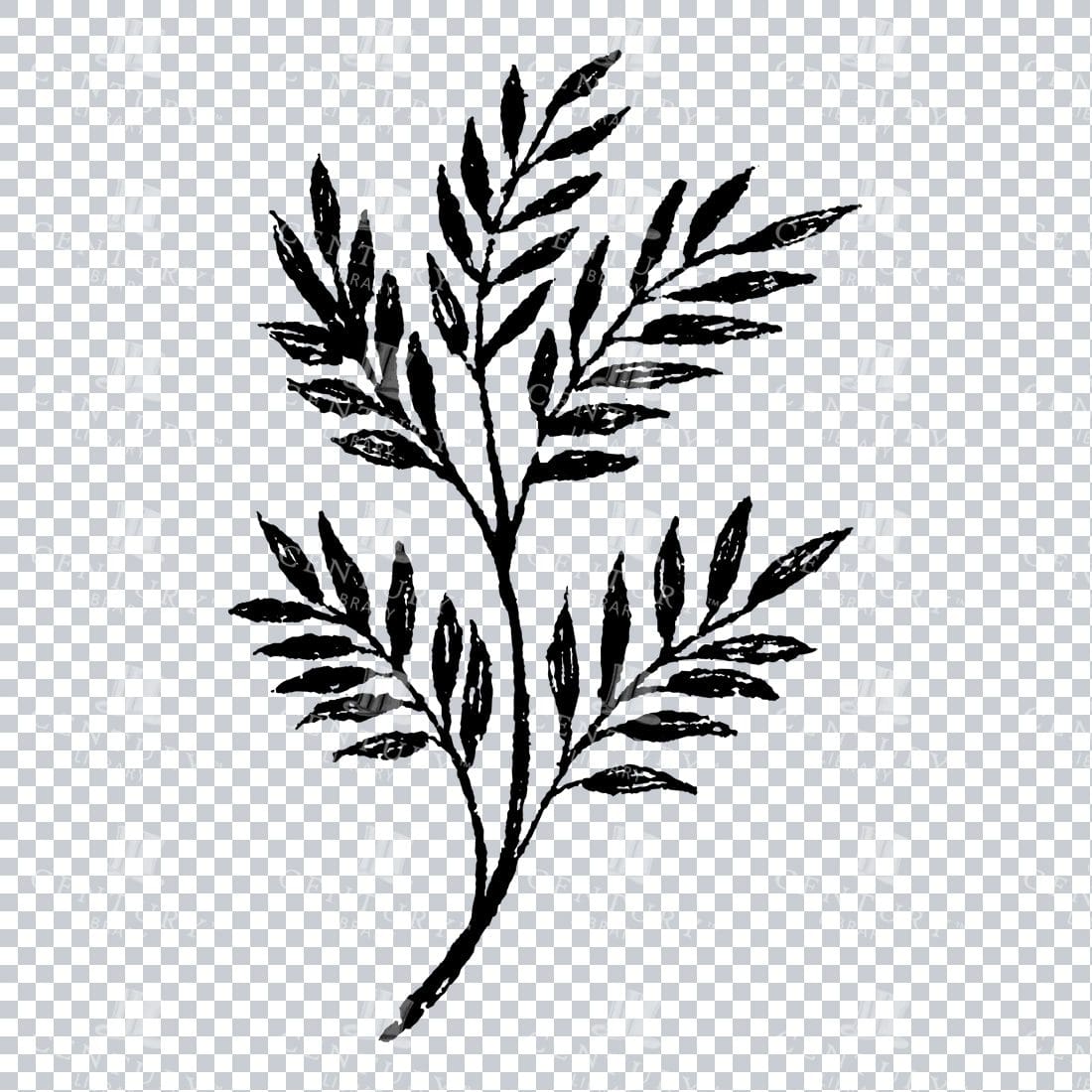Small Hand Drawn PNG Botanical Illustration - Flower / Leaf  No.39
