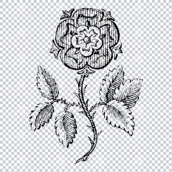 Small Hand Drawn PNG Botanical Illustration - Flower / Leaf  No.42