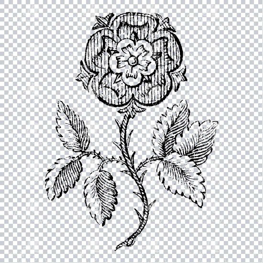 Small Hand Drawn PNG Botanical Illustration - Flower / Leaf  No.42