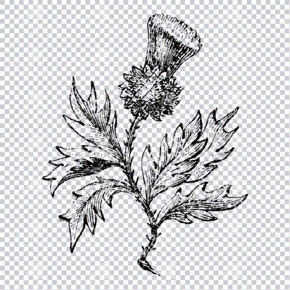 Small Hand Drawn PNG Botanical Illustration - Flower / Leaf  No.43