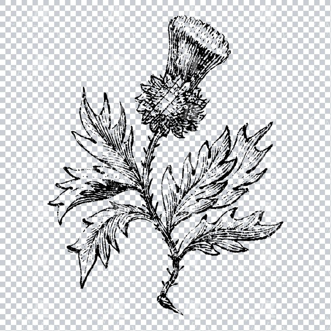 Small Hand Drawn PNG Botanical Illustration - Flower / Leaf  No.43