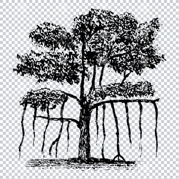 Small Hand Drawn PNG Line Art Illustration of a Tree No.24