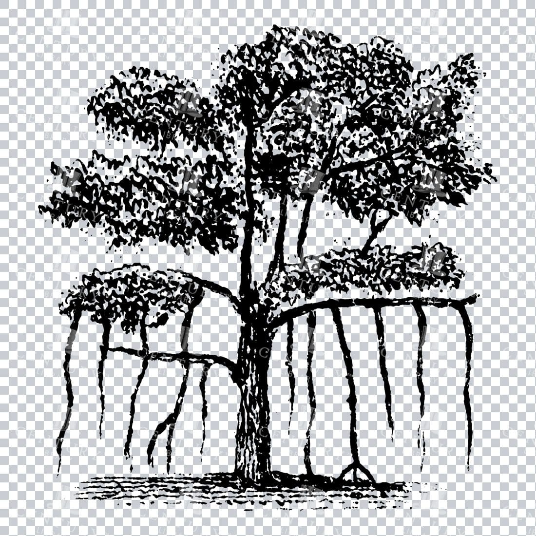 Small Hand Drawn PNG Line Art Illustration of a Tree No.24
