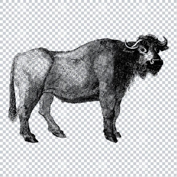 Hand Drawn Line Art PNG Illustration of a Wild Buffalo