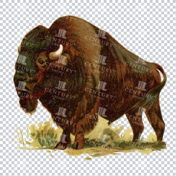 Colored Vintage Illustration of a Buffalo