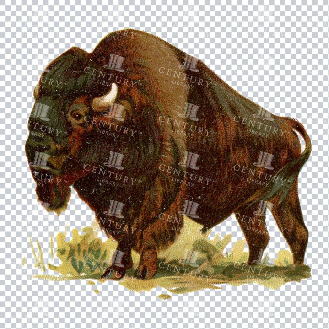 Colored Vintage Illustration of a Buffalo
