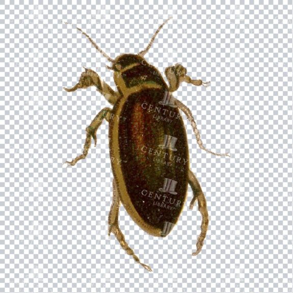 Colored Vintage PNG Artwork - Bug / Beetle