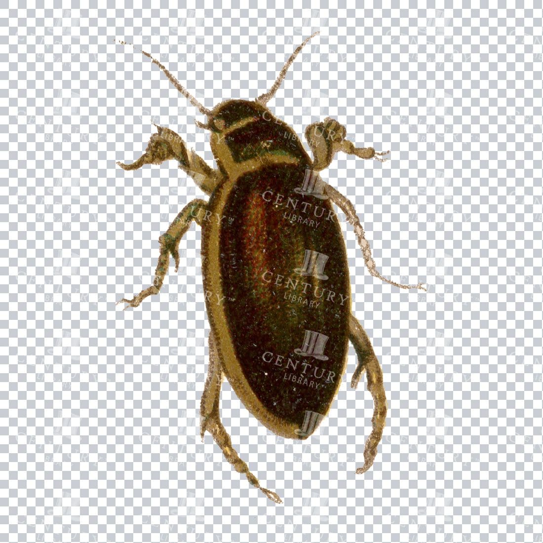 Colored Vintage PNG Artwork - Bug / Beetle