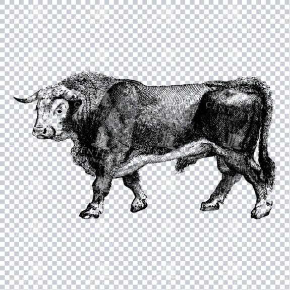 Hand Drawn Line Art PNG Illustration of a Bull