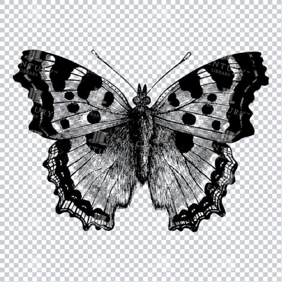 Vintage Line Art PNG Illustration of a Butterfly