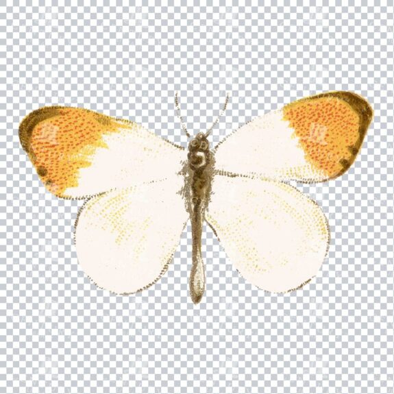 Vintage PNG Full Color PNG of a Butterfly No.1