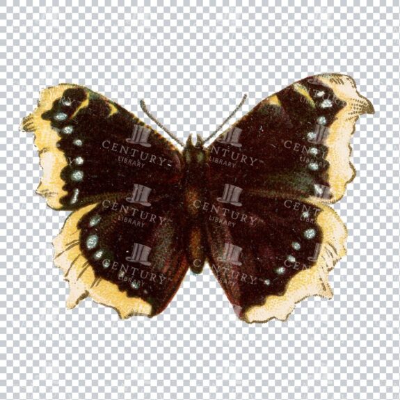 Vintage PNG Full Color PNG of a Butterfly No.2