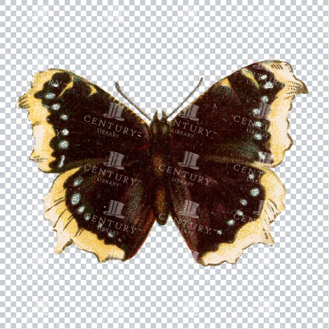 Vintage PNG Full Color PNG of a Butterfly No.2