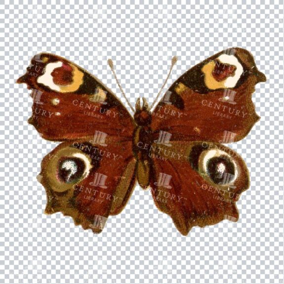 Vintage PNG Full Color PNG of a Butterfly No.3