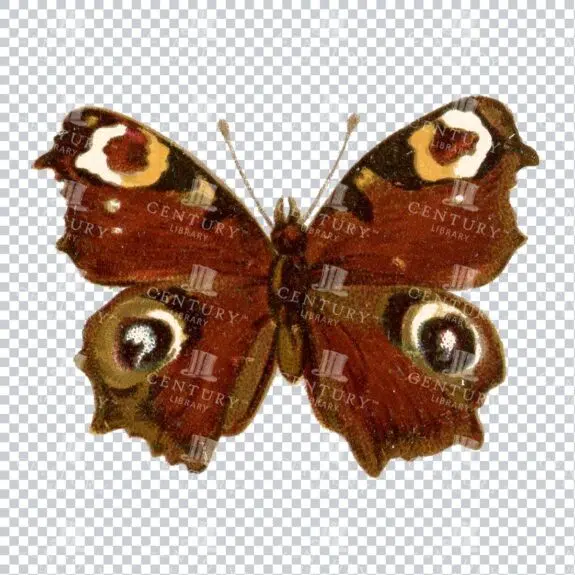 Moth - Century Library