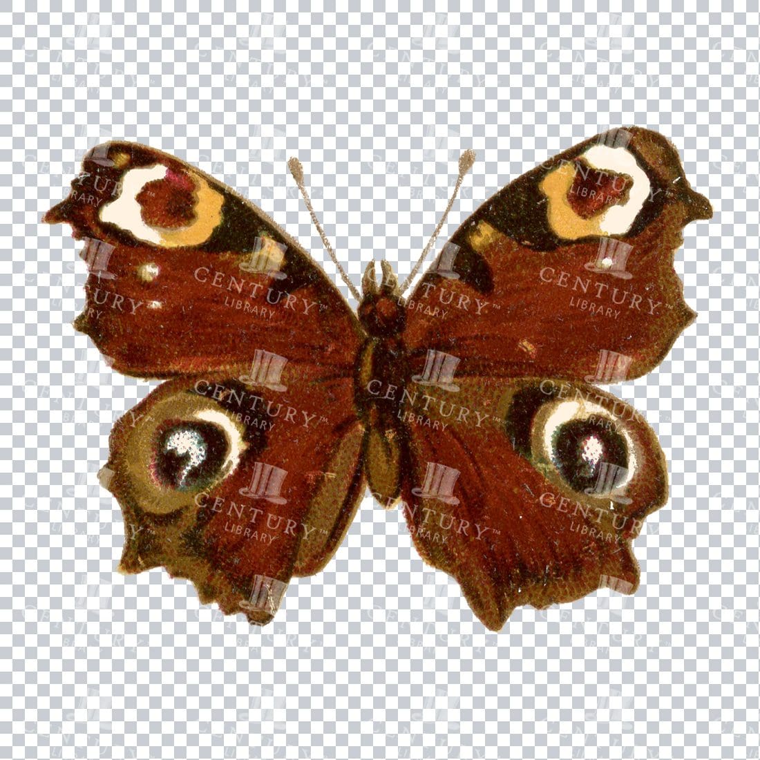 Vintage PNG Full Color PNG of a Butterfly No.3