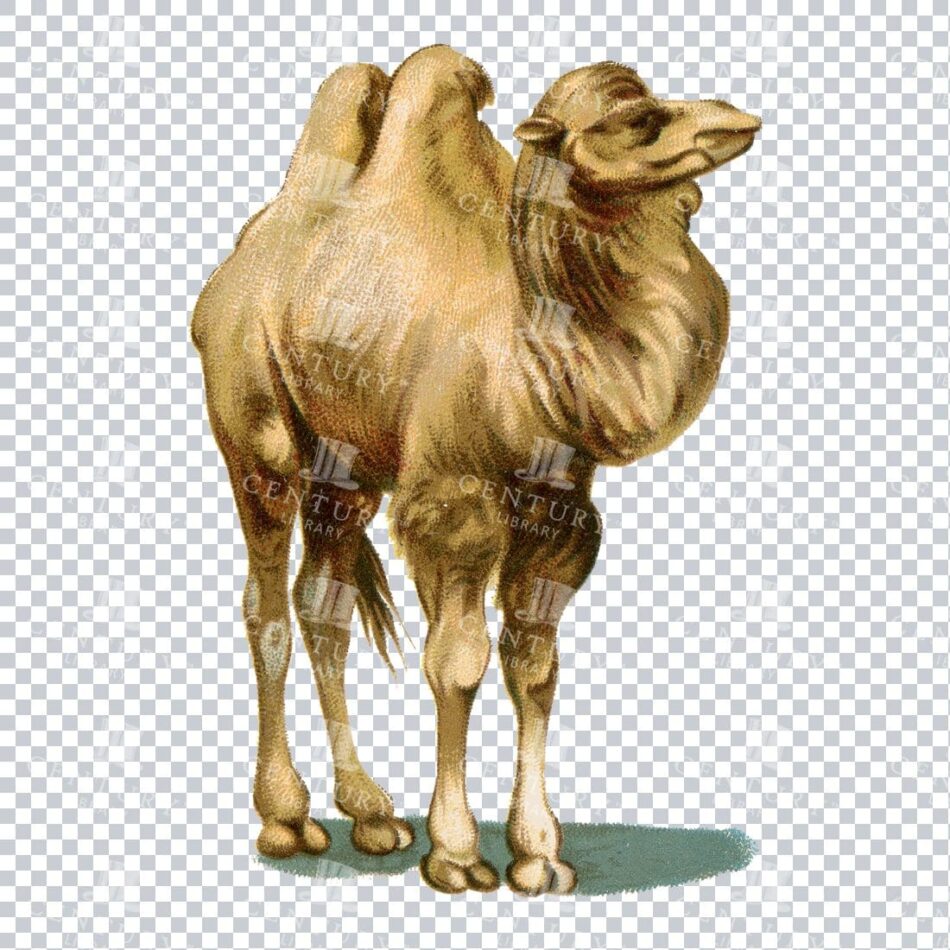 Two-humped Camel In Side Profile With Textured Stipple Shading And Warm Tan Tones - Naturalistic Animal Study On White