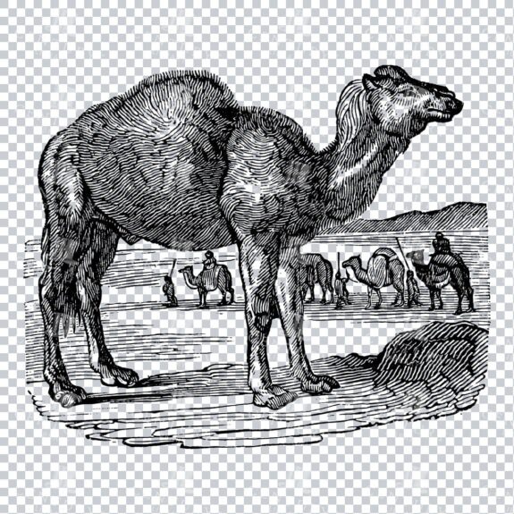 Vintage Line Art PNG Illustration of a Camel