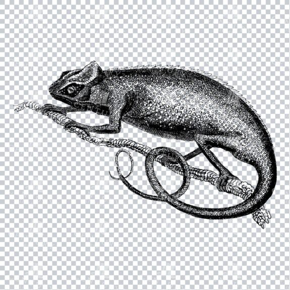 Vintage Line Art PNG Illustration of a Cameleon