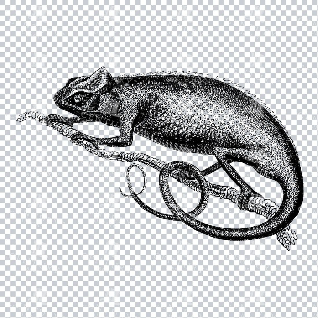 Vintage Line Art PNG Illustration of a Cameleon