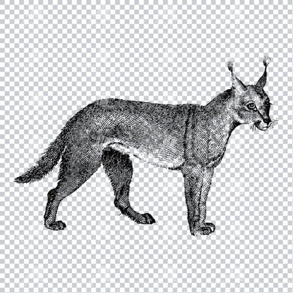 Vintage Line Art PNG Illustration of a Caracal