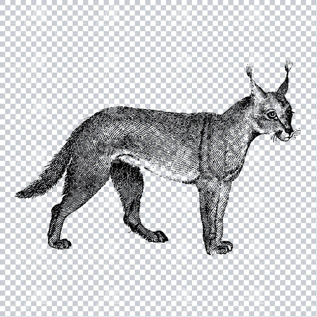 Vintage Line Art PNG Illustration of a Caracal