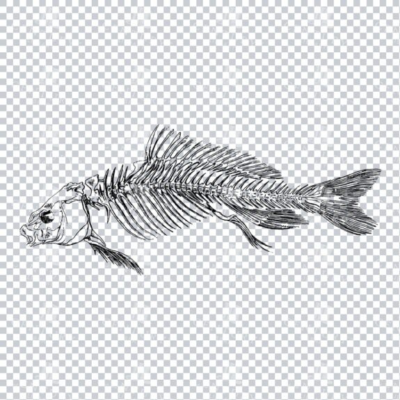 Vintage Line Art PNG Illustration of the Skeleton of a Carp Fish