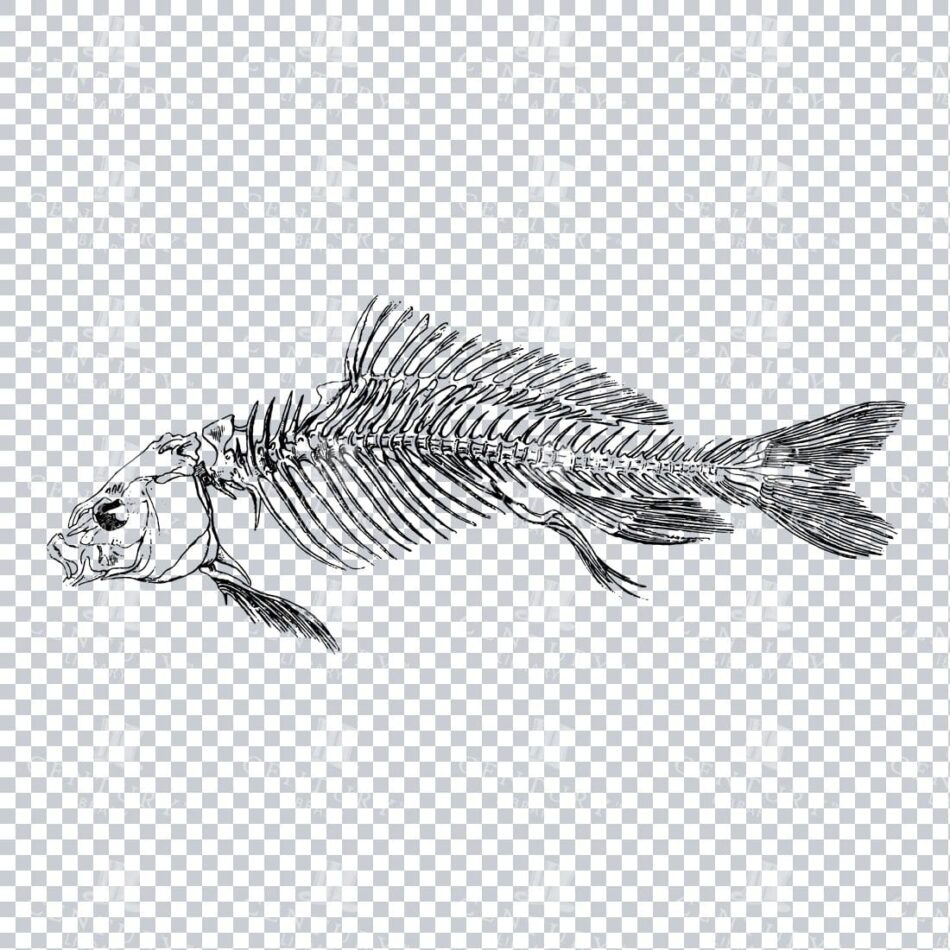 Vintage Line Art PNG Illustration of the Skeleton of a Carp Fish