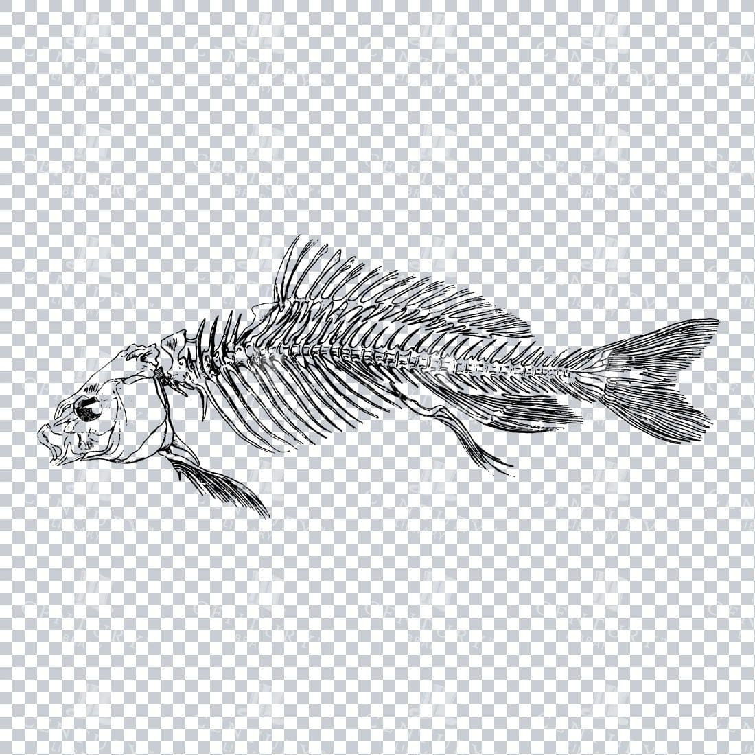 Vintage Line Art PNG Illustration of the Skeleton of a Carp Fish