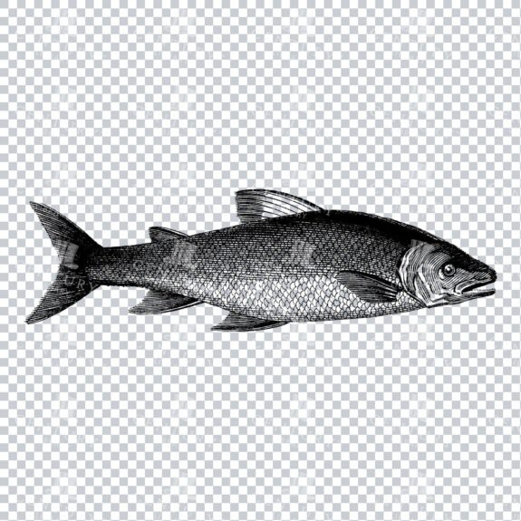 Vintage Line Art PNG Illustration of a Carp Fish