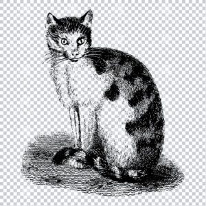 Vintage Line Art PNG Illustration of a Cat