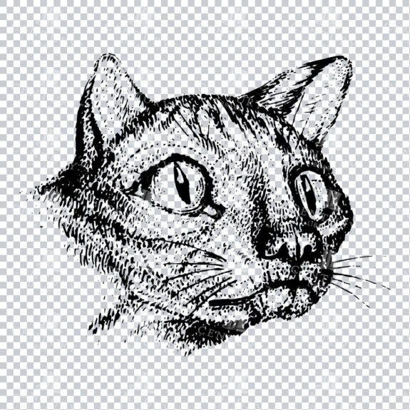 Vintage Line Art PNG Illustration of Cat Face